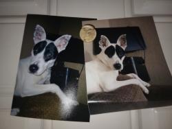 Lost Female Dog last seen Cheek road & buckskin road lone Grove, Love County, OK 73443