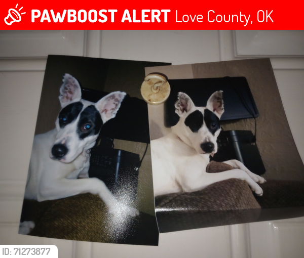 Lost Female Dog last seen Cheek road & buckskin road lone Grove, Love County, OK 73443