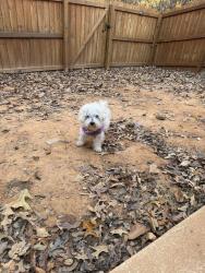 Lost Male Dog last seen Butner and Aldredge , College Park, GA 30349