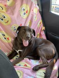 Lost Male Dog last seen Near daycare at Pet Set Stay and Play, Douglasville, GA 30134