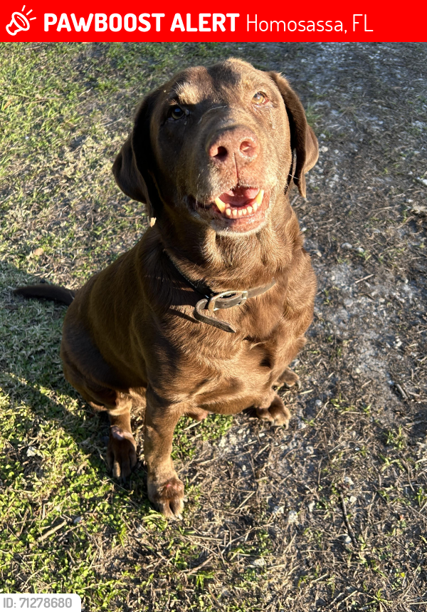 Lost Male Dog last seen Viscera way, Fern Pl, Firestation Park , Homosassa, FL 34448