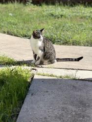 Lost Male Cat last seen Saipan Pl, San Antonio, TX 78221