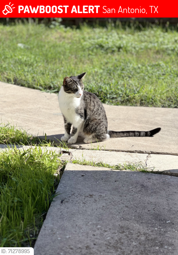 Lost Male Cat last seen Saipan Pl, San Antonio, TX 78221