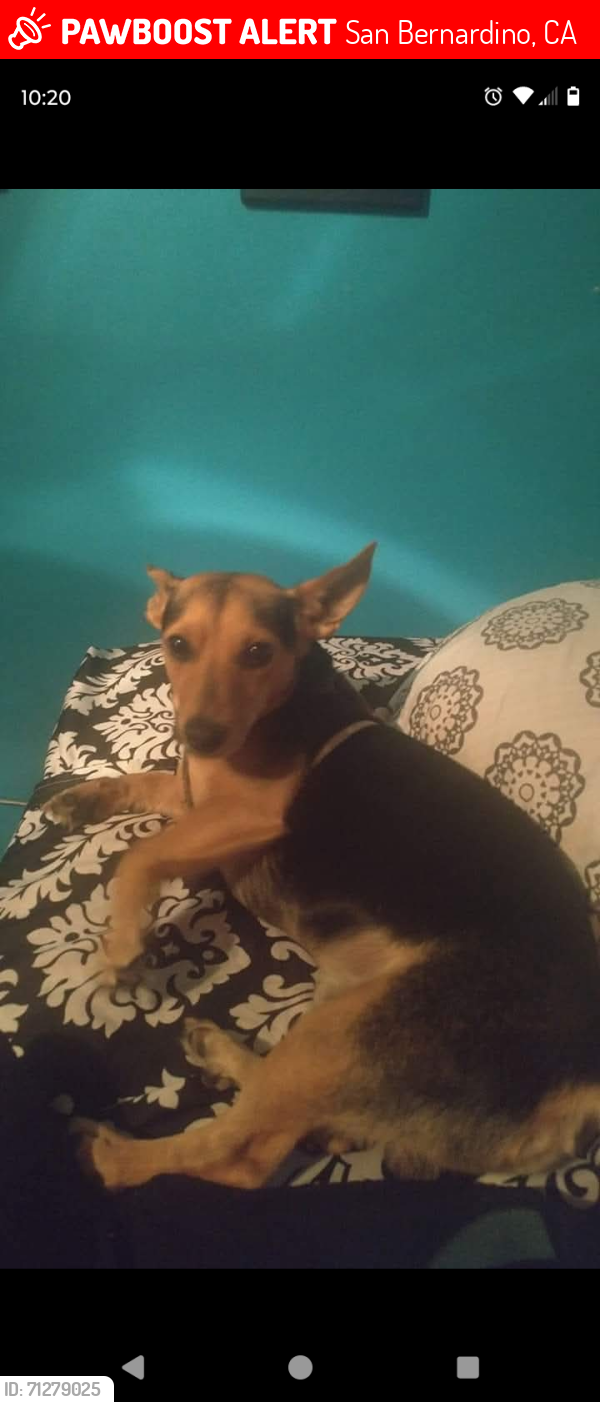 Lost Male Dog last seen 30th and Little Mountain, San Bernardino, CA 92405