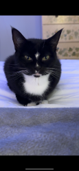 Lost Female Cat last seen Holbrook Road, Fort Mill, SC 29715