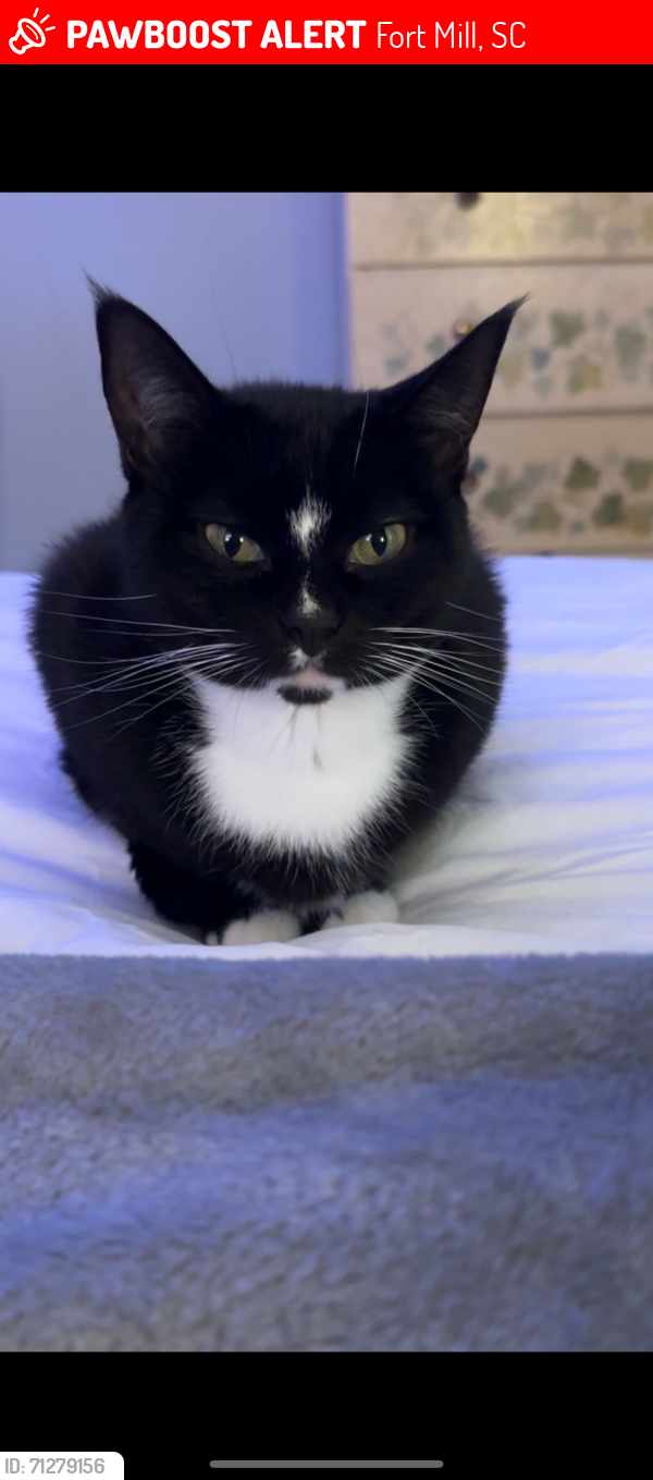 Lost Female Cat last seen Holbrook Road, Fort Mill, SC 29715