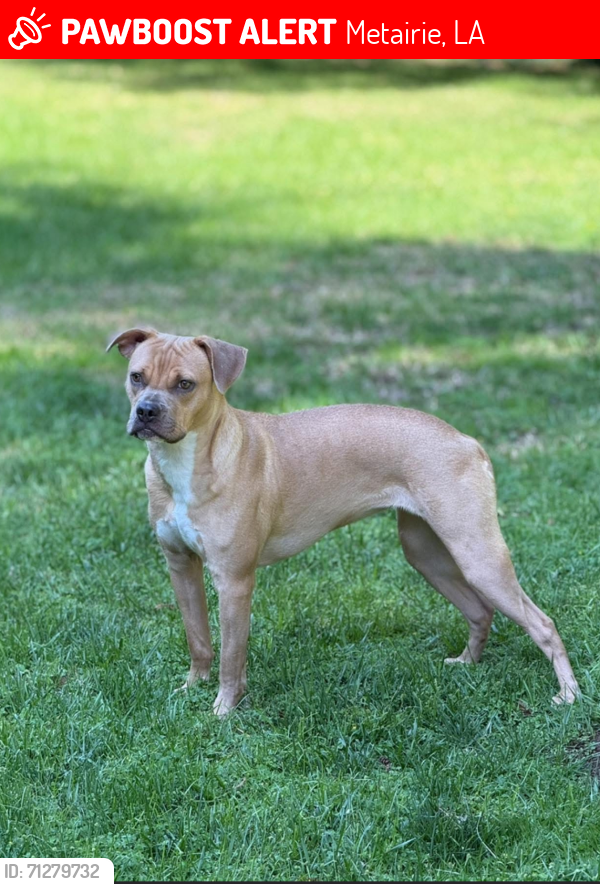 Lost Female Dog last seen Transcontinental and Napolean, Metairie, LA 70001