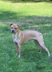 Lost Female Dog last seen Transcontinental and Napolean, Metairie, LA 70001