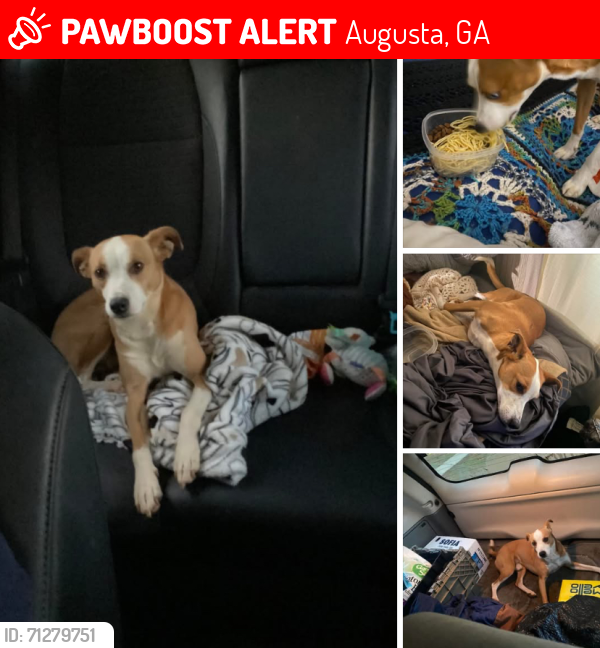 Lost Male Dog last seen Boulineau Rd , Augusta, GA 30805