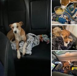 Lost Male Dog last seen Boulineau Rd , Augusta, GA 30805