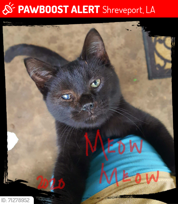 Lost Male Cat last seen (Blanchard)Roy Rd,turn on Pine Hill Rd, take Kent Rd turn on PINEKNOLL DR. That's it! , Shreveport, LA 71107