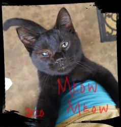 Lost Male Cat last seen (Blanchard)Roy Rd,turn on Pine Hill Rd, take Kent Rd turn on PINEKNOLL DR. That's it! , Shreveport, LA 71107
