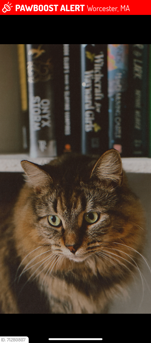 Lost Male Cat last seen Stoneland st Worcester MA, Worcester, MA 01603