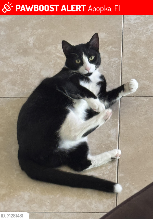 Lost Male Cat last seen Plymouth Sorrento Road, Apopka, FL 32712