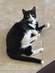 Lost Male Cat last seen Plymouth Sorrento Road, Apopka, FL 32712