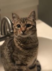 Lost Female Cat last seen Meekins Road, Bayboro, NC 28515