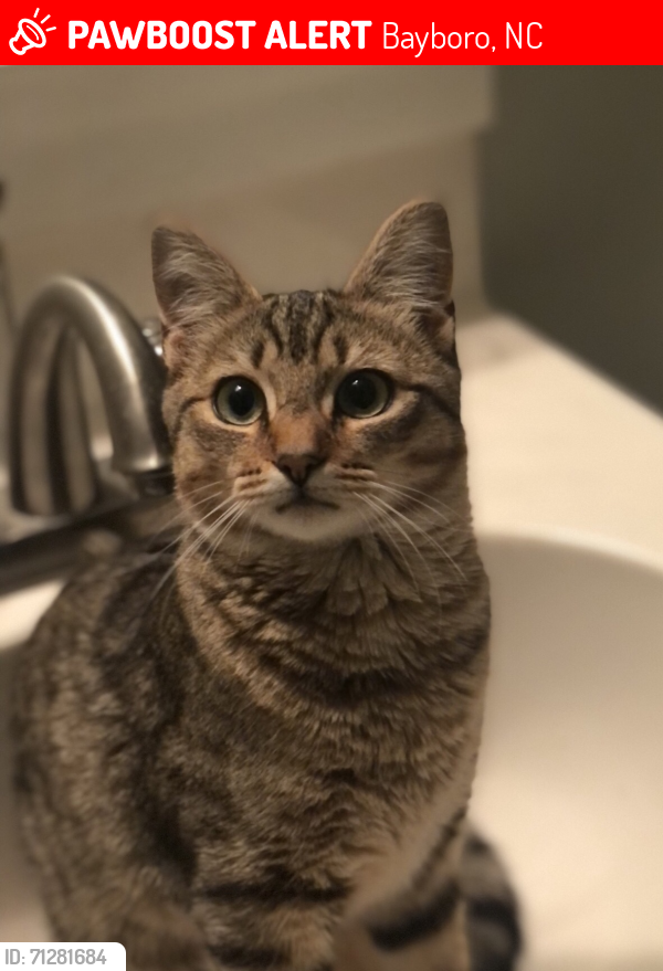 Lost Female Cat last seen Meekins Road, Bayboro, NC 28515