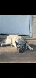 Lost Male Dog last seen Near , Smithdale, MS 39664