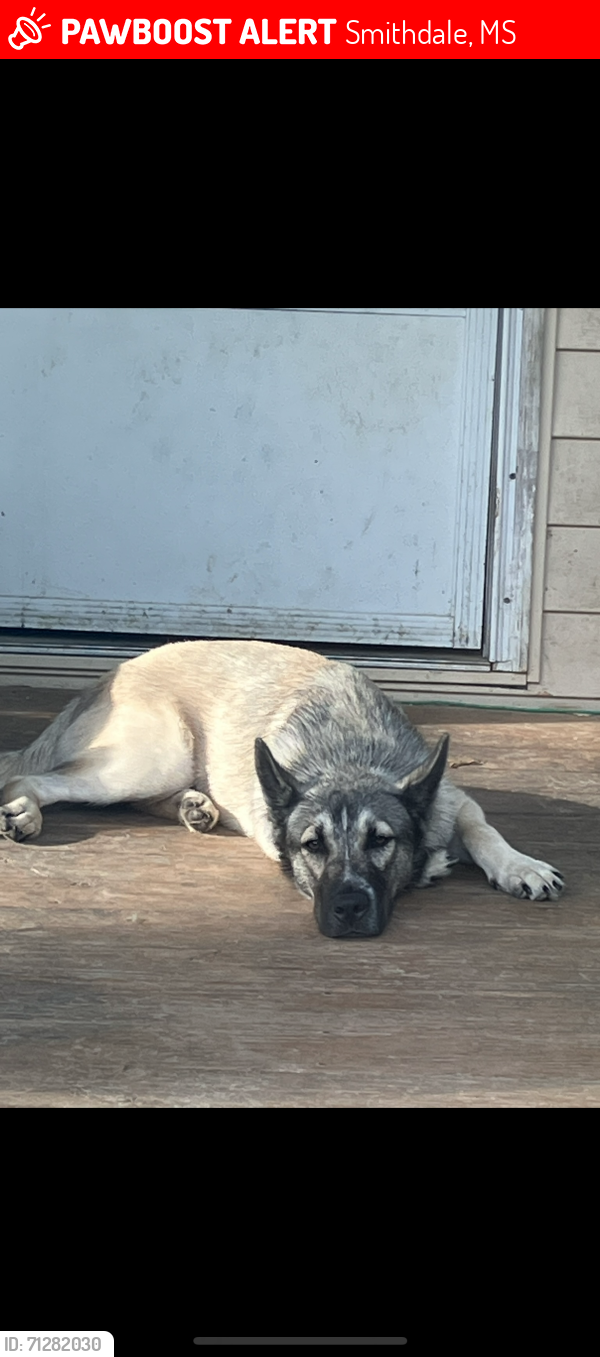 Lost Male Dog last seen Near , Smithdale, MS 39664