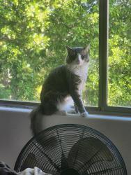 Lost Male Cat last seen 67th ave and Happy Valley Rd., Phoenix, AZ 85083