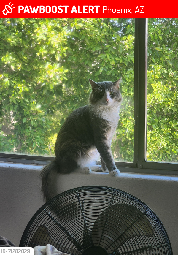 Lost Male Cat last seen 67th ave and Happy Valley Rd., Phoenix, AZ 85083