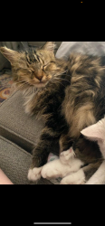 Lost Female Cat last seen 93rd Ave and Palmer, Peoria, AZ 85345