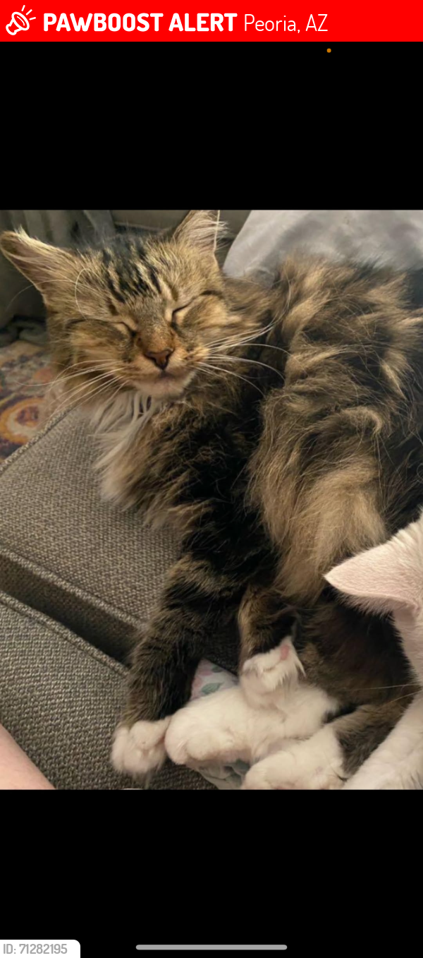 Lost Female Cat last seen 93rd Ave and Palmer, Peoria, AZ 85345