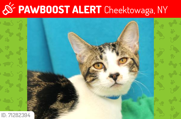 Lost Male Cat last seen William st and Wagner sr, Cheektowaga, NY 14206
