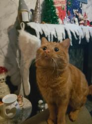 Lost Male Cat last seen West Yorkshire rastrick, Rastrick, England HD6 3AH