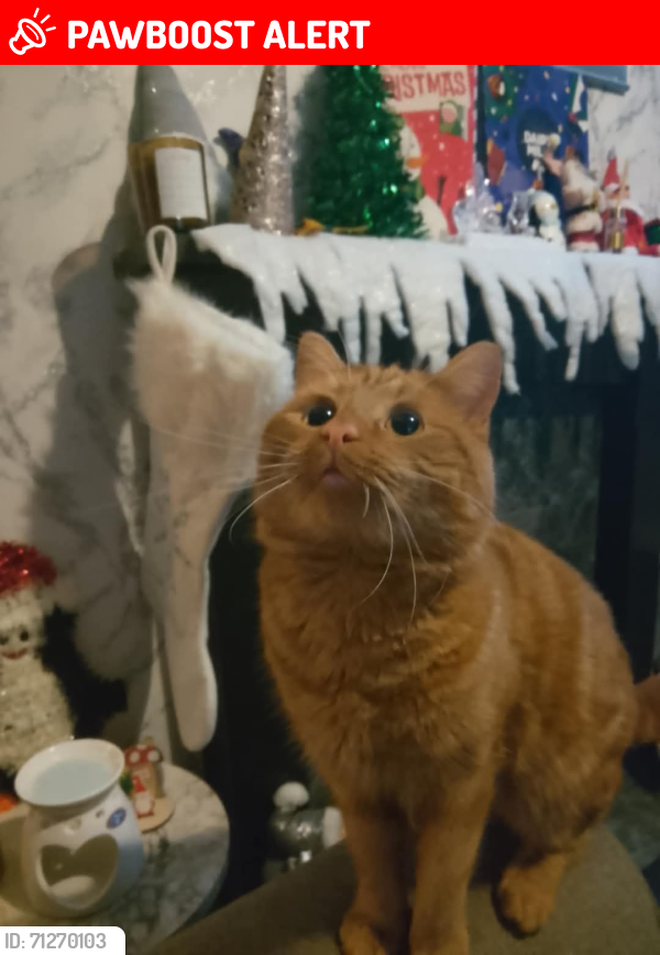 Lost Male Cat last seen West Yorkshire rastrick, Rastrick, England HD6 3AH