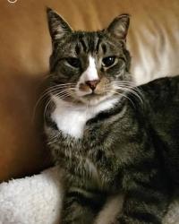 Lost Male Cat last seen Paragon Rd and 725, Dayton, OH 45458