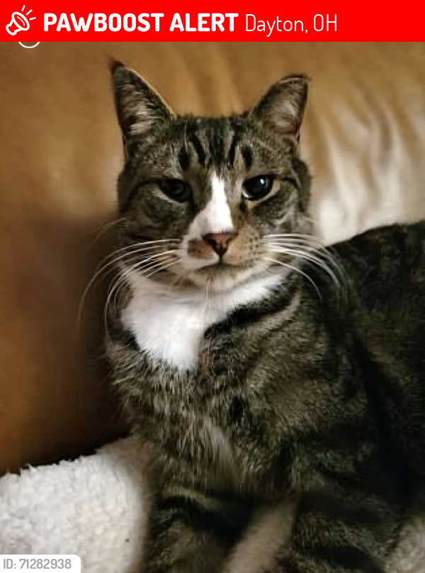 Lost Male Cat last seen Paragon Rd and 725, Dayton, OH 45458