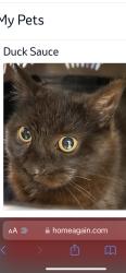 Lost Female Cat last seen Mountains Ave, Middlesex, NJ 08846