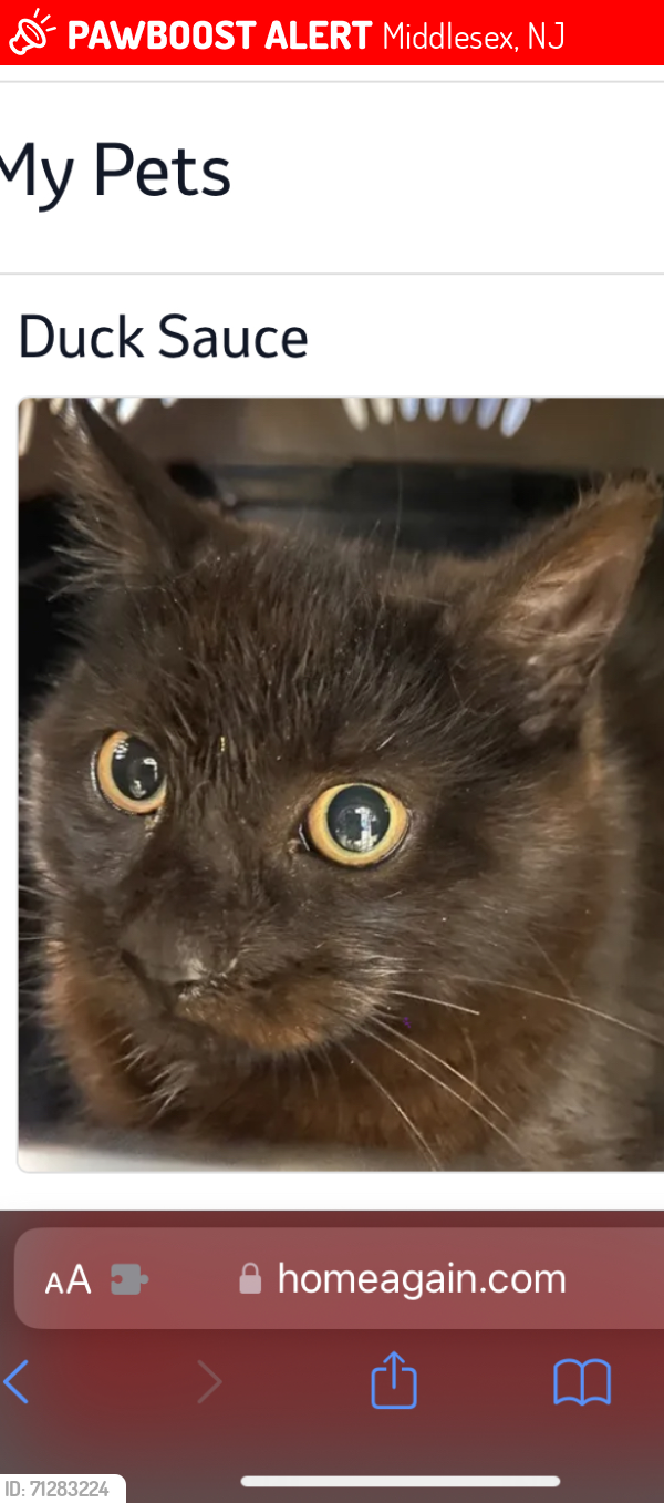 Lost Female Cat last seen Mountains Ave, Middlesex, NJ 08846