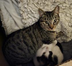 Lost Male Cat last seen Hummingbird & Waxwing, Houston, TX 77035