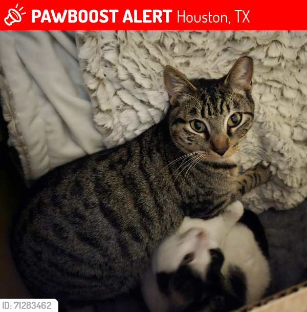 Lost Male Cat last seen Hummingbird & Waxwing, Houston, TX 77035