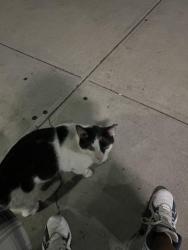 Lost Male Cat last seen Near Clermont Ave, Brooklyn , Brooklyn, NY 11205