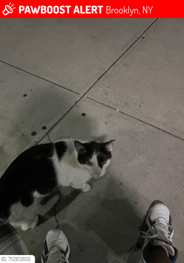 Lost Male Cat last seen Near Clermont Ave, Brooklyn , Brooklyn, NY 11205