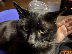 Lost Male Cat last seen Clearwater, Sheridan, AR 72150