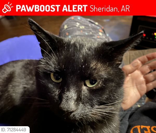 Lost Male Cat last seen Clearwater, Sheridan, AR 72150