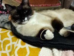 Lost Male Cat last seen Ranchero & Maple(Oakwood), Hesperia, CA 92345