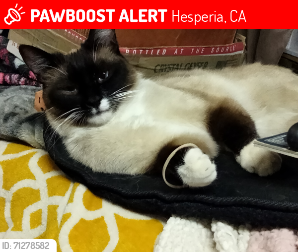 Lost Male Cat last seen Ranchero & Maple(Oakwood), Hesperia, CA 92345