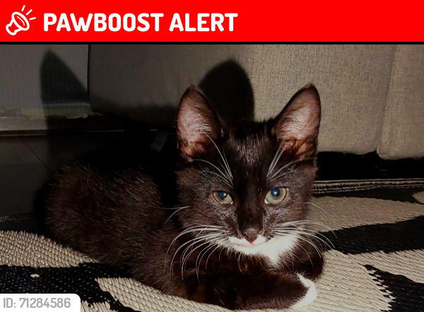 Lost Male Cat last seen Old palace witgift school, Greater London, England 