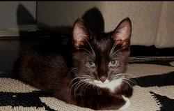 Lost Male Cat last seen Old palace witgift school, Greater London, England 