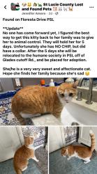Lost Unknown Cat last seen Floresta and Port Saint Lucie, Port St. Lucie, FL 34952