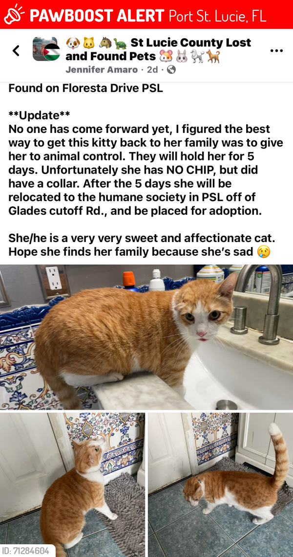 Lost Unknown Cat last seen Floresta and Port Saint Lucie, Port St. Lucie, FL 34952