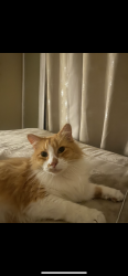 Lost Male Cat last seen Firewheel Pkwy, Valley Creek Dr, Crosslands Dr, Garland, TX 75040