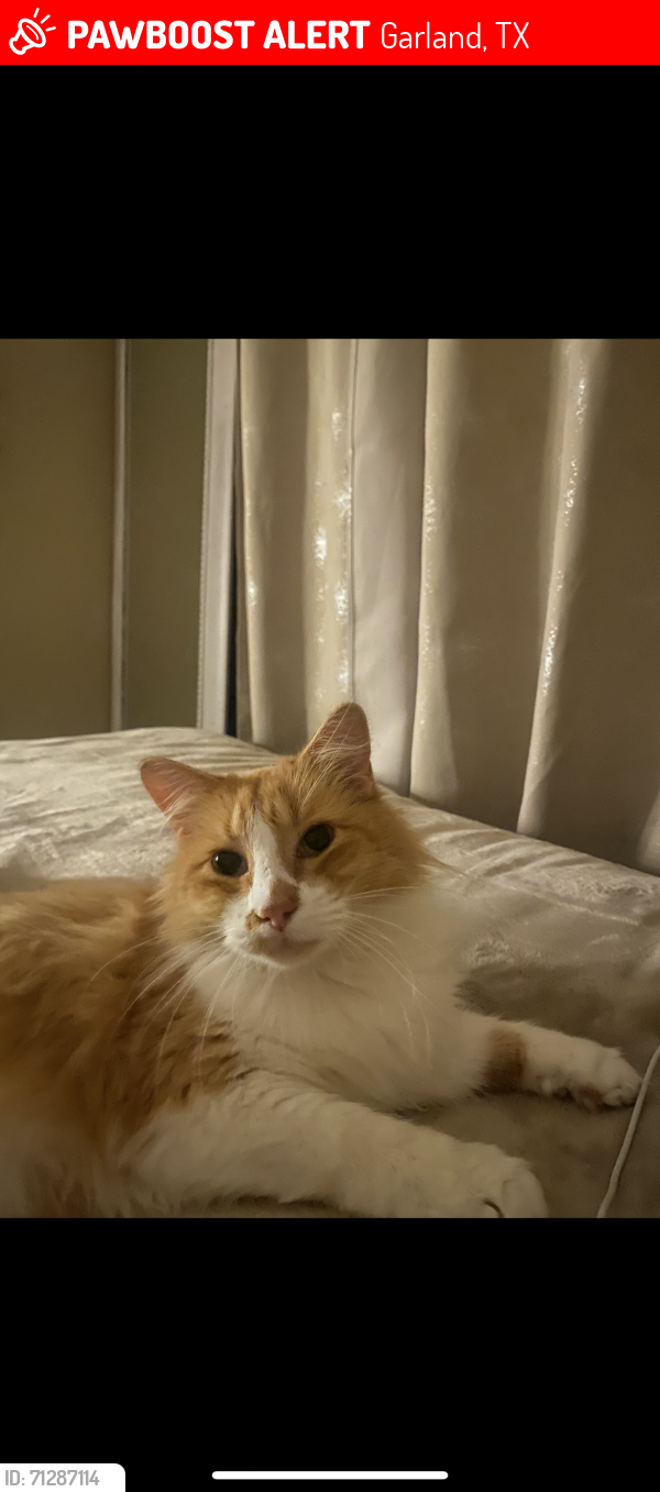 Lost Male Cat last seen Firewheel Pkwy, Valley Creek Dr, Crosslands Dr, Garland, TX 75040