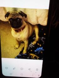 Lost Male Dog last seen Adams Hill on my Sid e walk, San Antonio, TX 78245