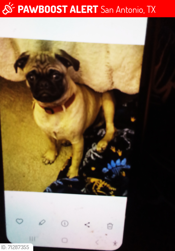 Lost Male Dog last seen Adams Hill on my Sid e walk, San Antonio, TX 78245